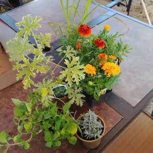 Flowers and succulents on patio table