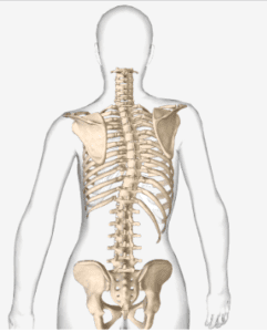 animated skeletal portrayal of scoliosis